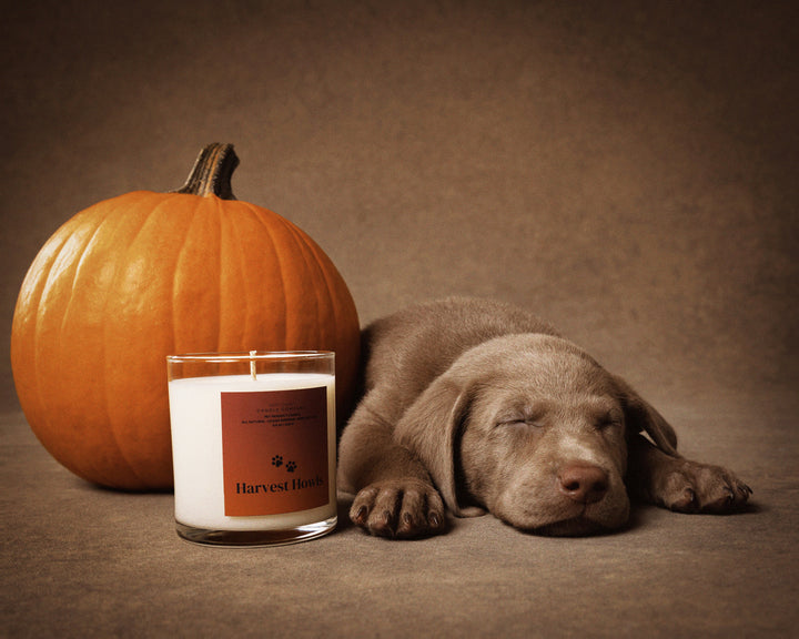 Harvest Howls Mini Candle