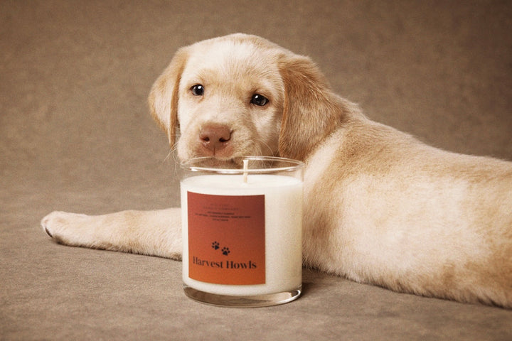 Harvest Howls Candle