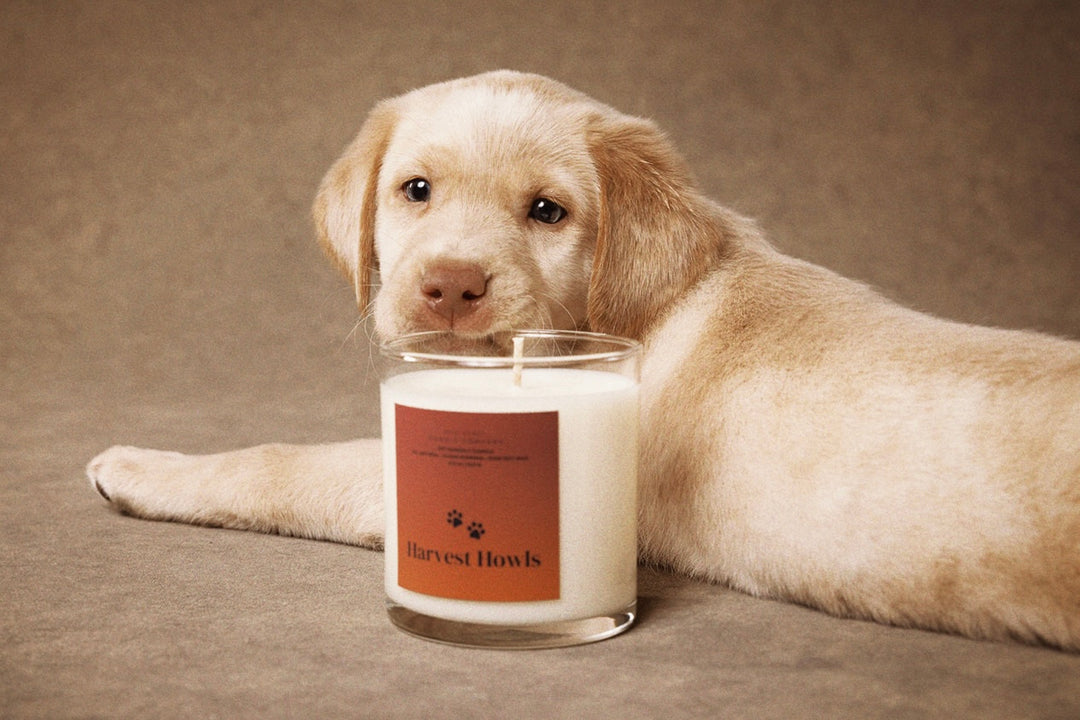 Harvest Howls Mini Candle